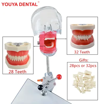 Стоматологический тренажер Phantom 28/32 Зуба для обучения стоматологии Nissin, простая модель головы, Манекен, набор для обучения